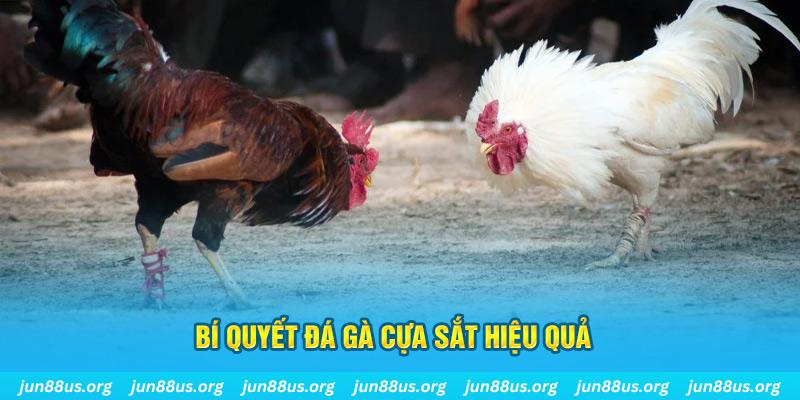 sunwin club đá gà cựa dao
