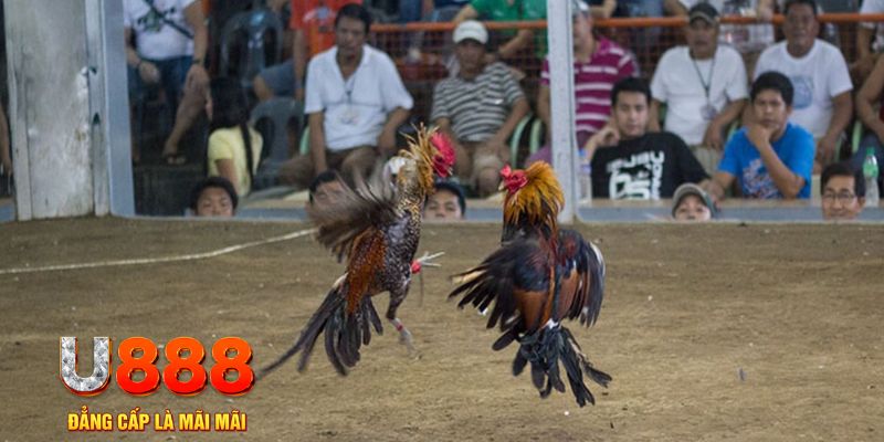 sunwin club đăng nhập mậu binh online