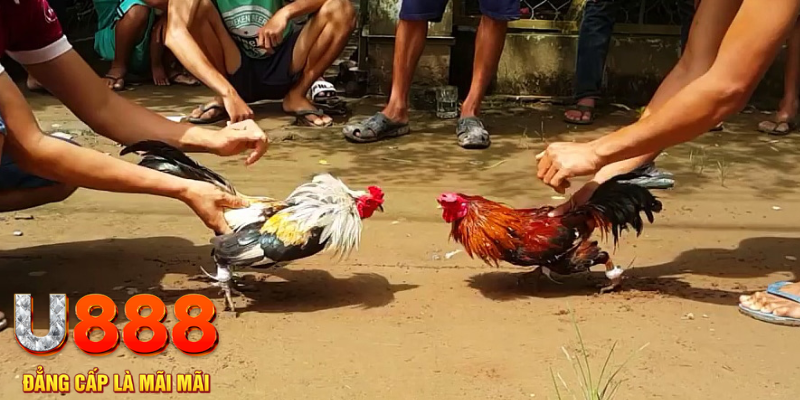 sunwin club đăng nhập mậu binh rút tiền nhanh