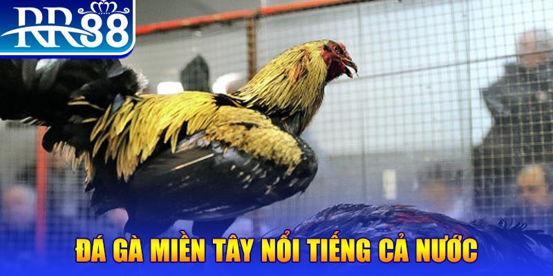 sunwin club gà chọi c1.com trực tiếp 888